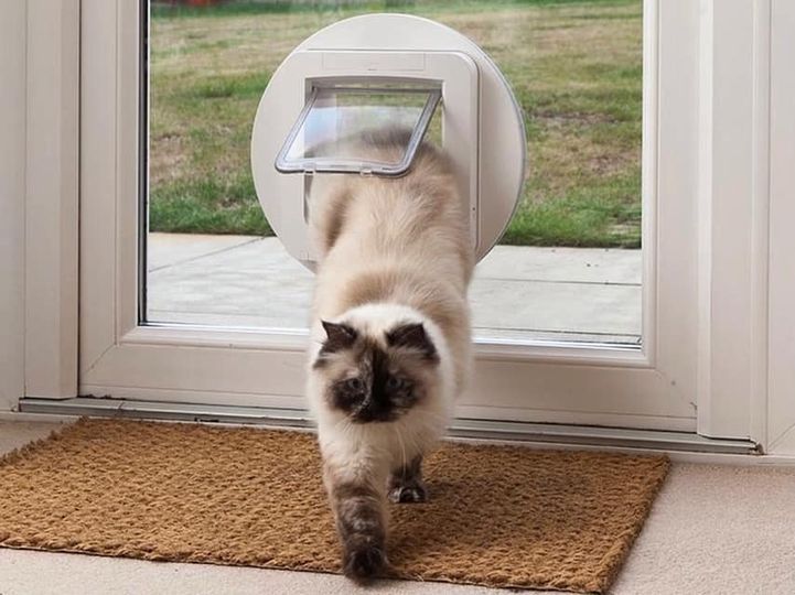 cat flap